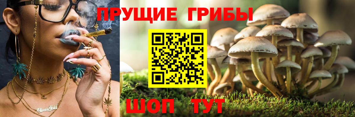 Галлюциногенные грибы Psilocybe  Вход с VPN  Соль-Илецк 